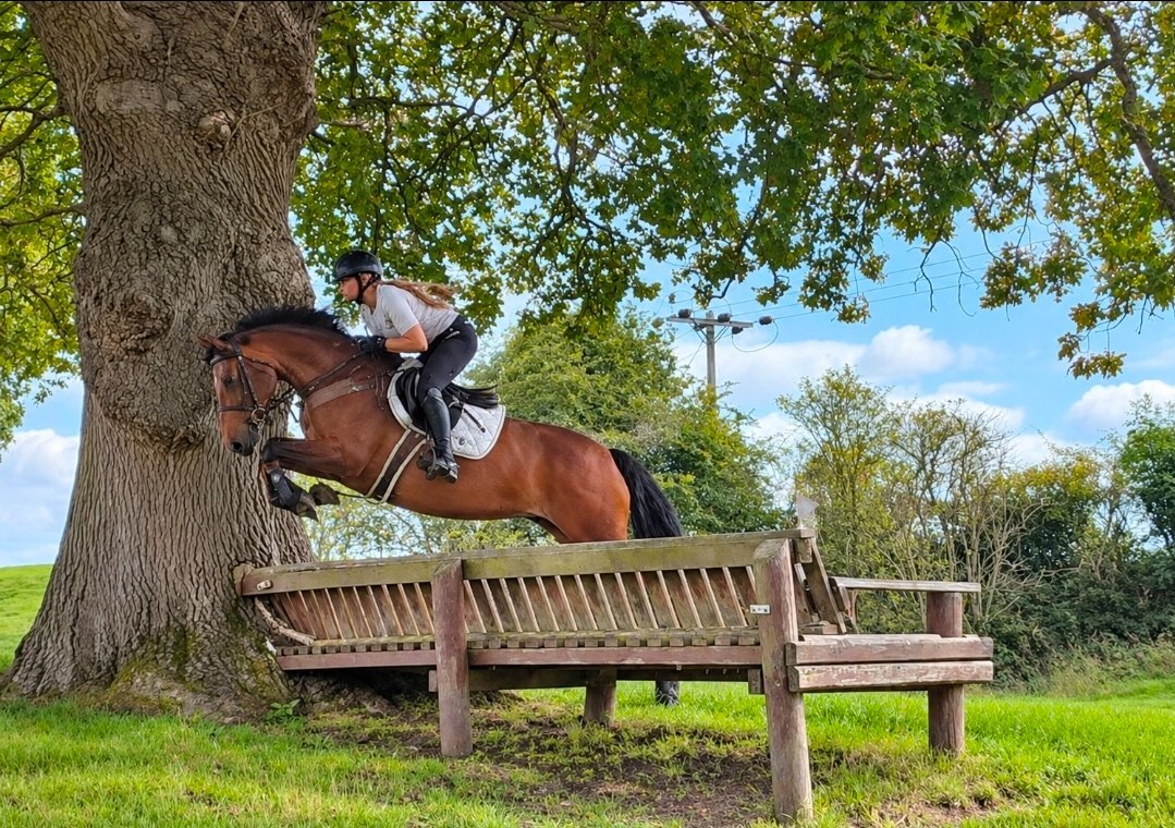 "Tanmy"  Mare All Rounder - All Rounders