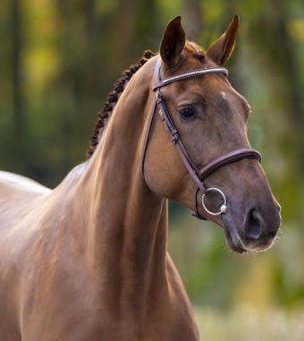 "Vodka Orange" Liver Chestnut Filly Show Jumper