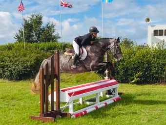 "Violet: athletic, willing, super honest sporthorse" Iron Grey Mare All Rounder