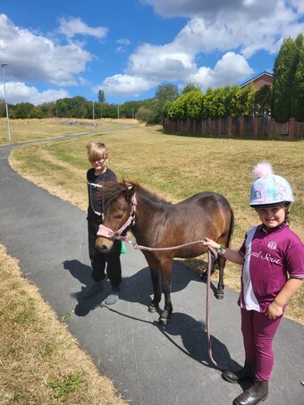 "Cinderella " Bay Mare Driving Horse