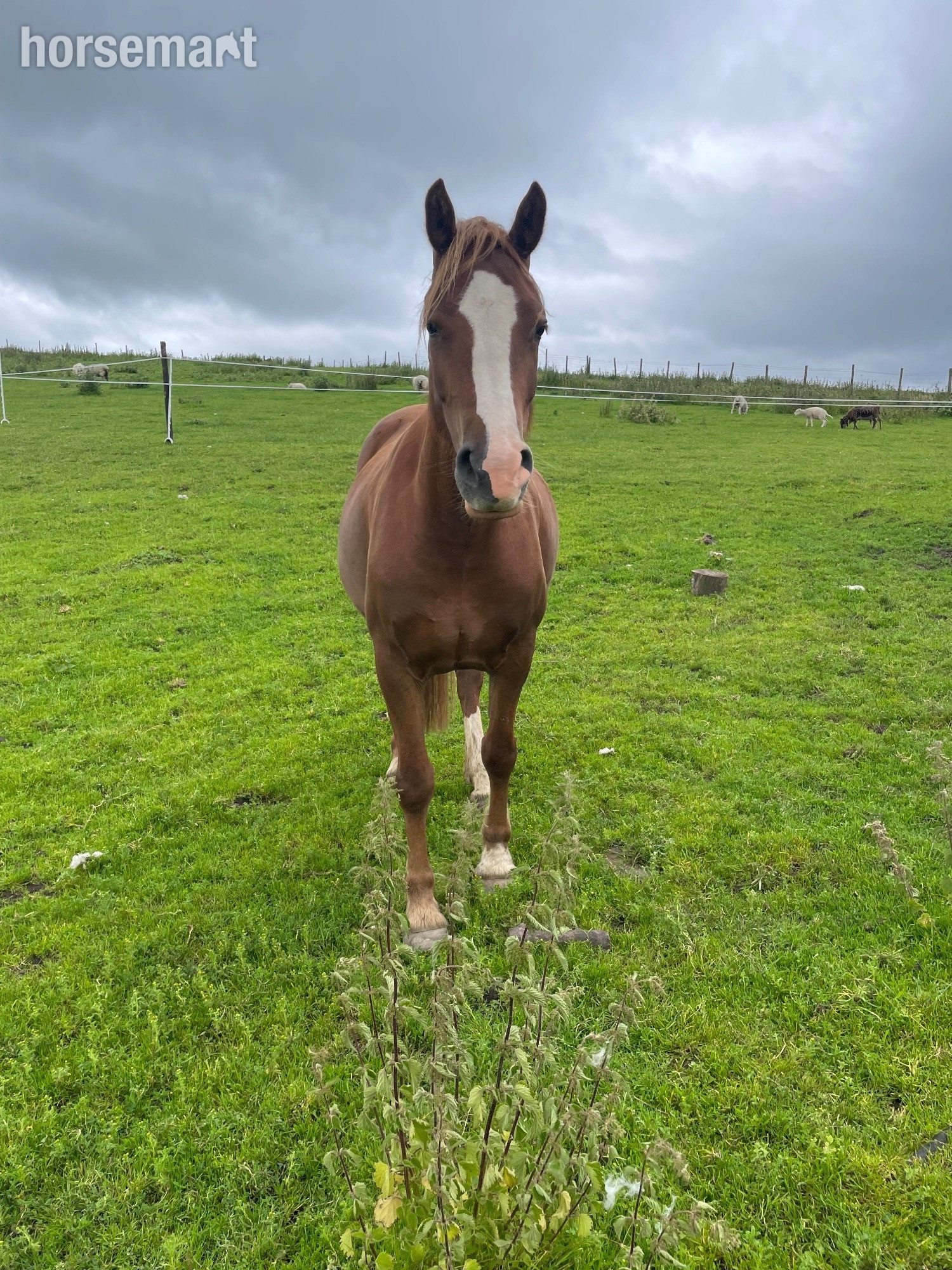 Project Horses  - "Molly" Chestnut Mare Project Horse