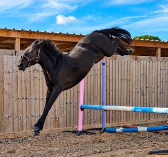 "Cappucino" Filly Eventer