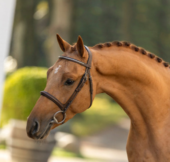 "Lincoln TF" Chestnut Stallion Show Jumper
