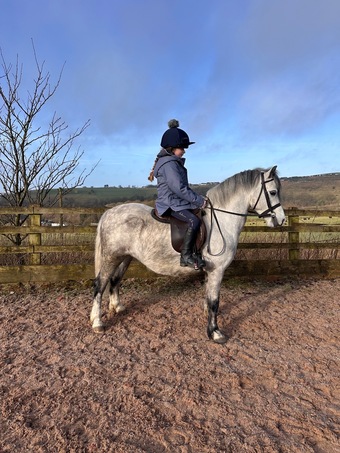 "Eddie" Grey Gelding Pony Club Pony