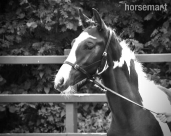 "Rosiers Lyttle Rebel" Coloured Gelding Coloured