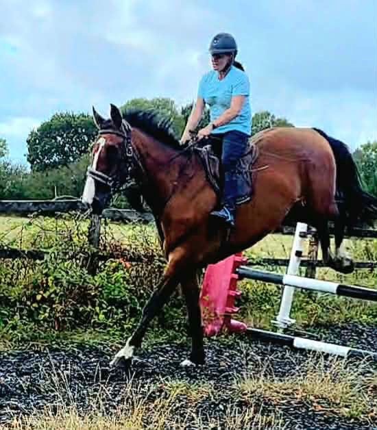 "Norman" Bay Gelding All Rounder - 
