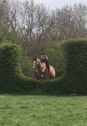 15.2 Gelding wanted 