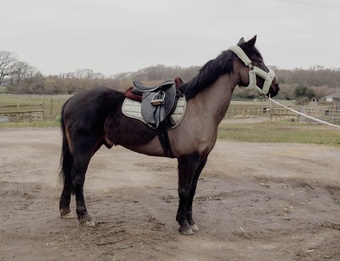 "Cooper" Black Gelding Pony Club Pony