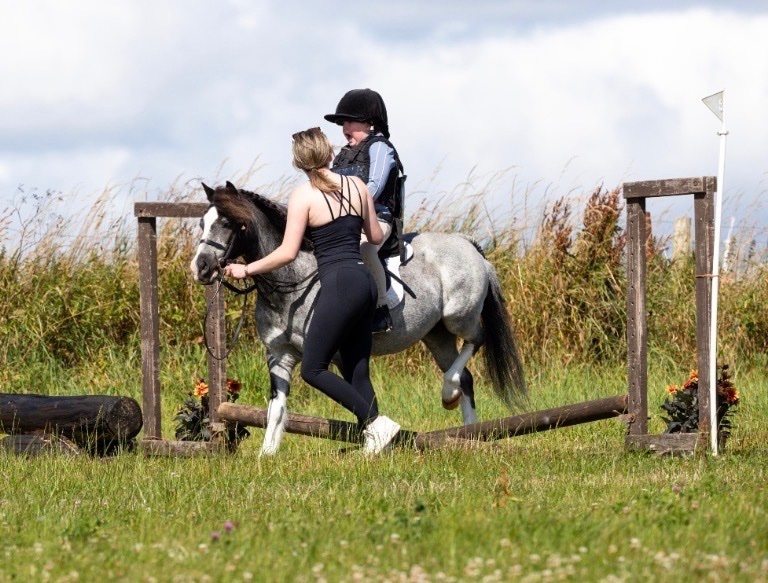 "Steady & Experienced" Blue Roan Gelding Lead Rein/First Ridden Pony - Lead Rein & First Ridden Ponies 