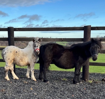 Little pony for sale on sale