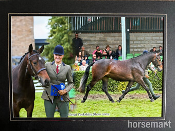 "Greenlea Royal Jubilee" Bay Mare Young Sport Horse
