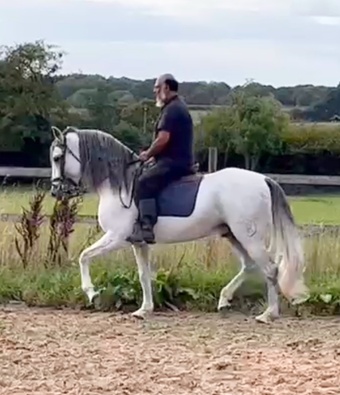 "Palomito " Grey Gelding All Rounder