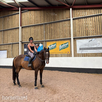 "Ritson" Bay Gelding Ex Racehorse