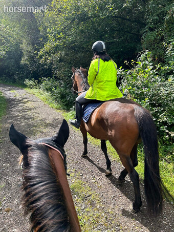 "Ronnie" Bay Gelding Ex Racehorse