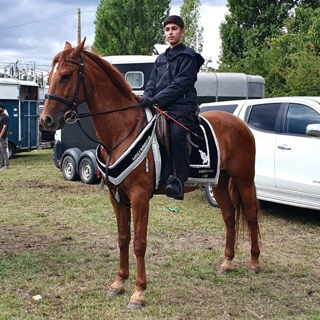 All Rounders  - "King" Chestnut Gelding All Rounder