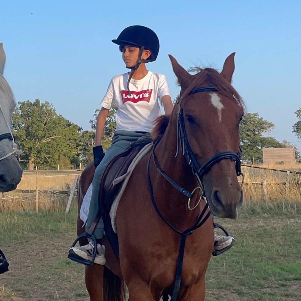 "King" Chestnut Gelding All Rounder - All Rounders 