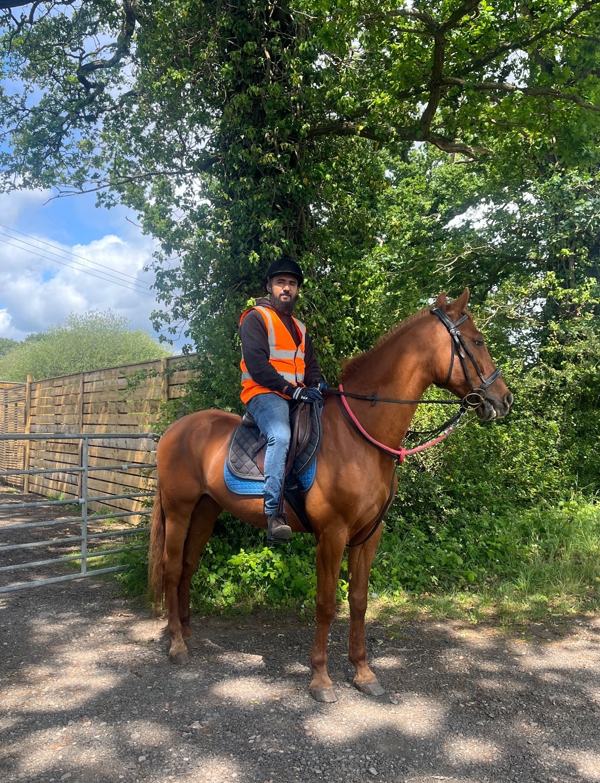 "King" Chestnut Gelding All Rounder - 