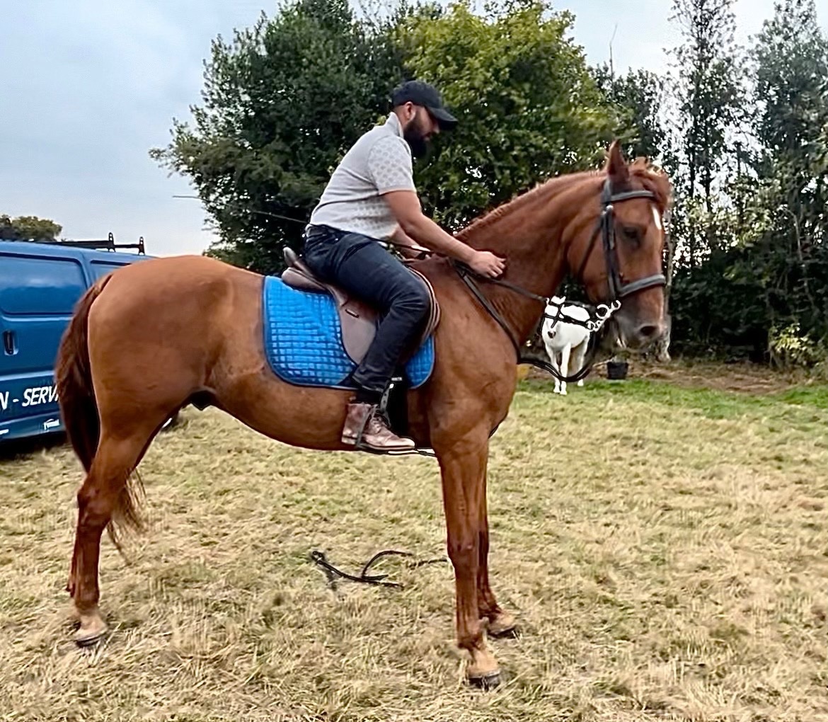 "King" Chestnut Gelding All Rounder - All Rounders