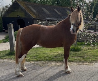 "Fleur " Chestnut Mare Cob/Heavy Horse