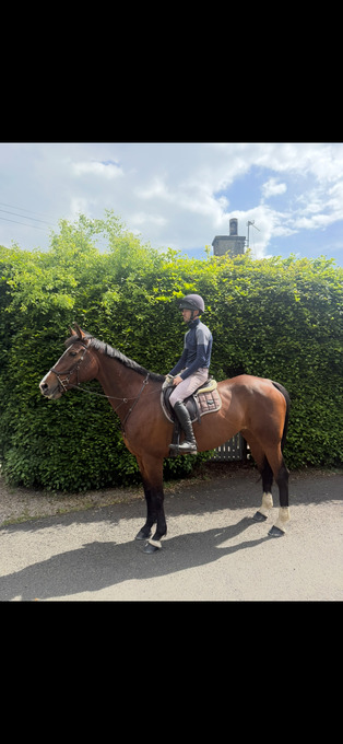 "Penny" Bay Mare All Rounder