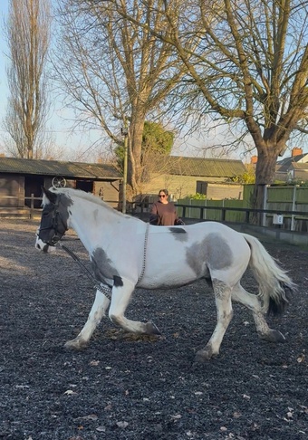"Cornelius " Piebald Gelding All Rounder