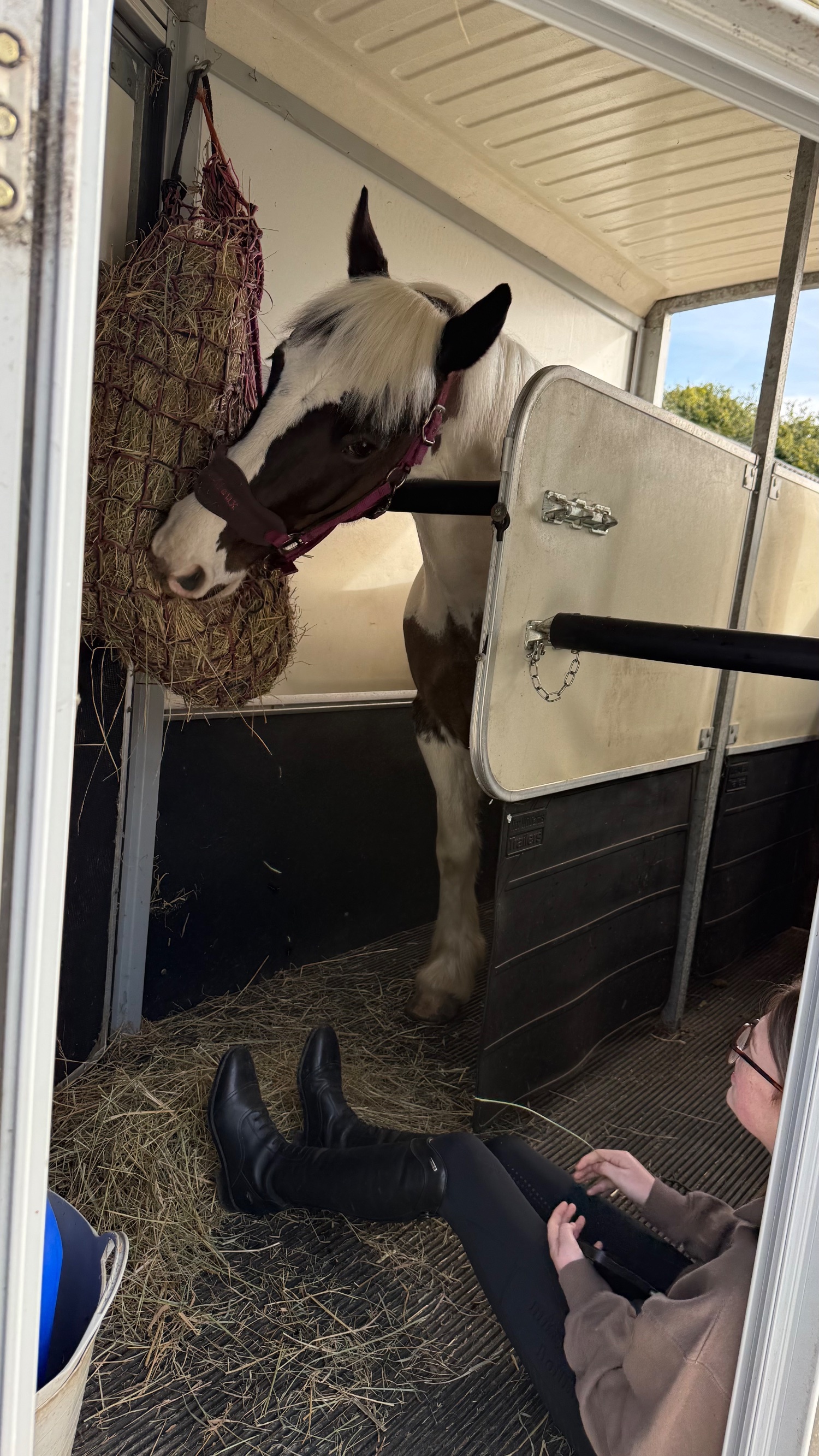 "Cornelius " Piebald Gelding All Rounder - All Rounders