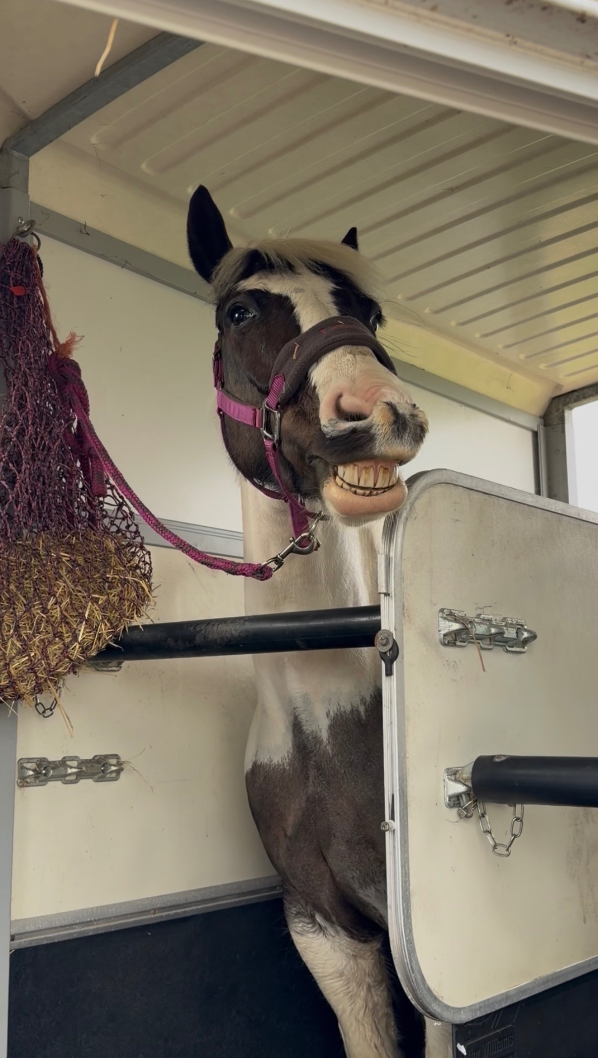 "Cornelius " Piebald Gelding All Rounder - All Rounders in 