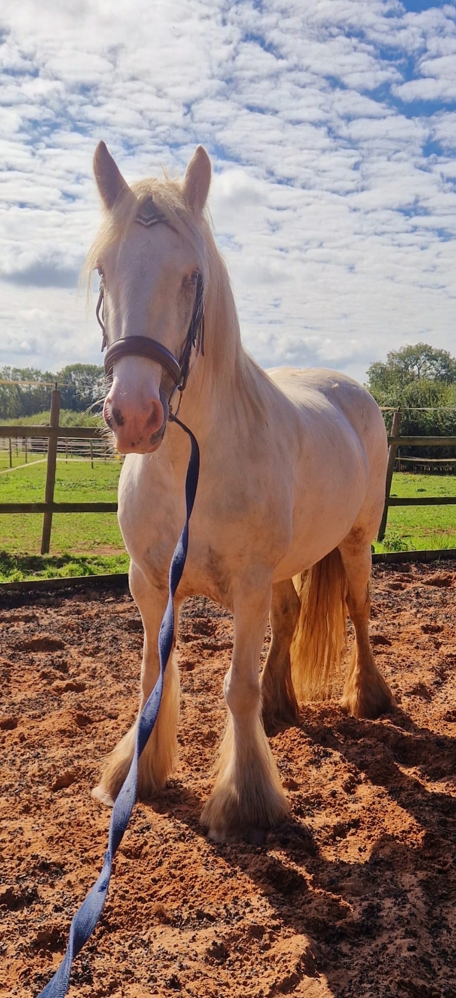 Cobs & Heavy Horses  - "Sheeny " Grey Mare Cob/Heavy Horse
