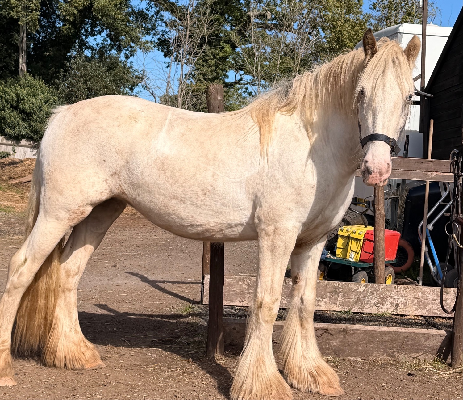 "Sheeny " Grey Mare Cob/Heavy Horse - Cobs & Heavy Horses 