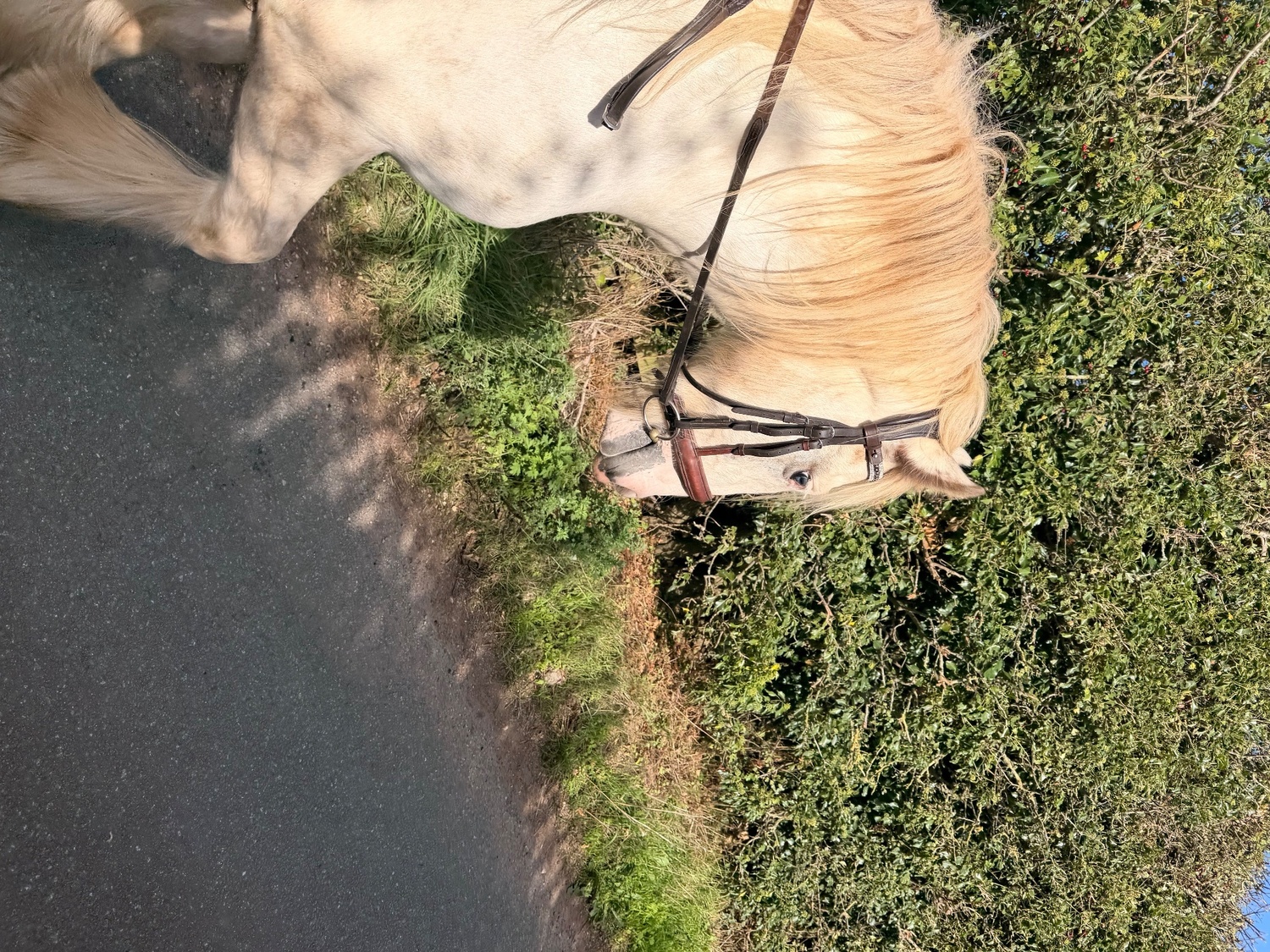 "Sheeny " Grey Mare Cob/Heavy Horse - 