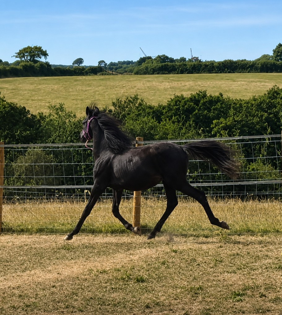 Youngstock and Foals  - "Buckland King of Spades" Black Gelding Youngstock / Foal