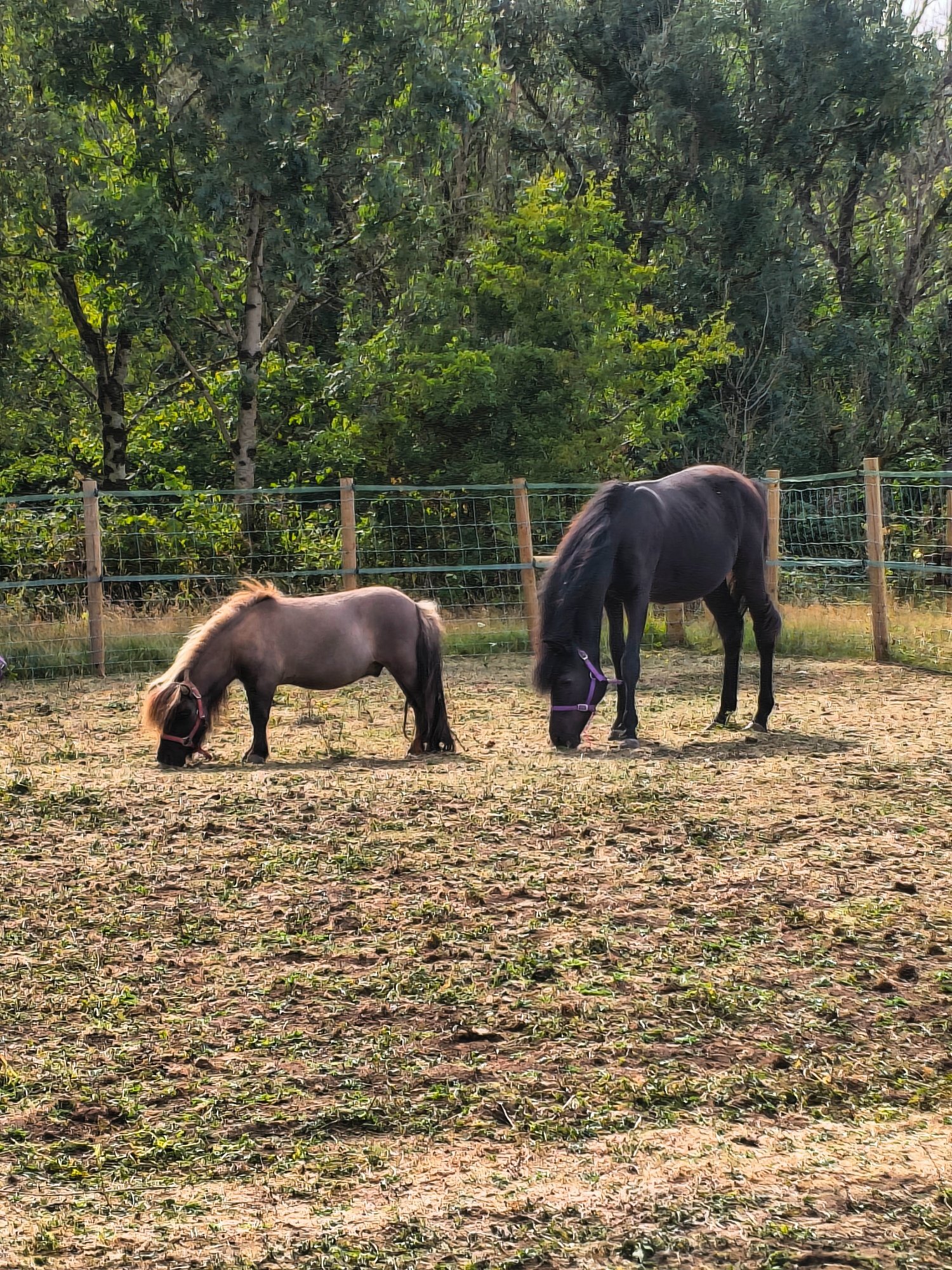"Buckland King of Spades" Black Gelding Youngstock / Foal - Youngstock and Foals 