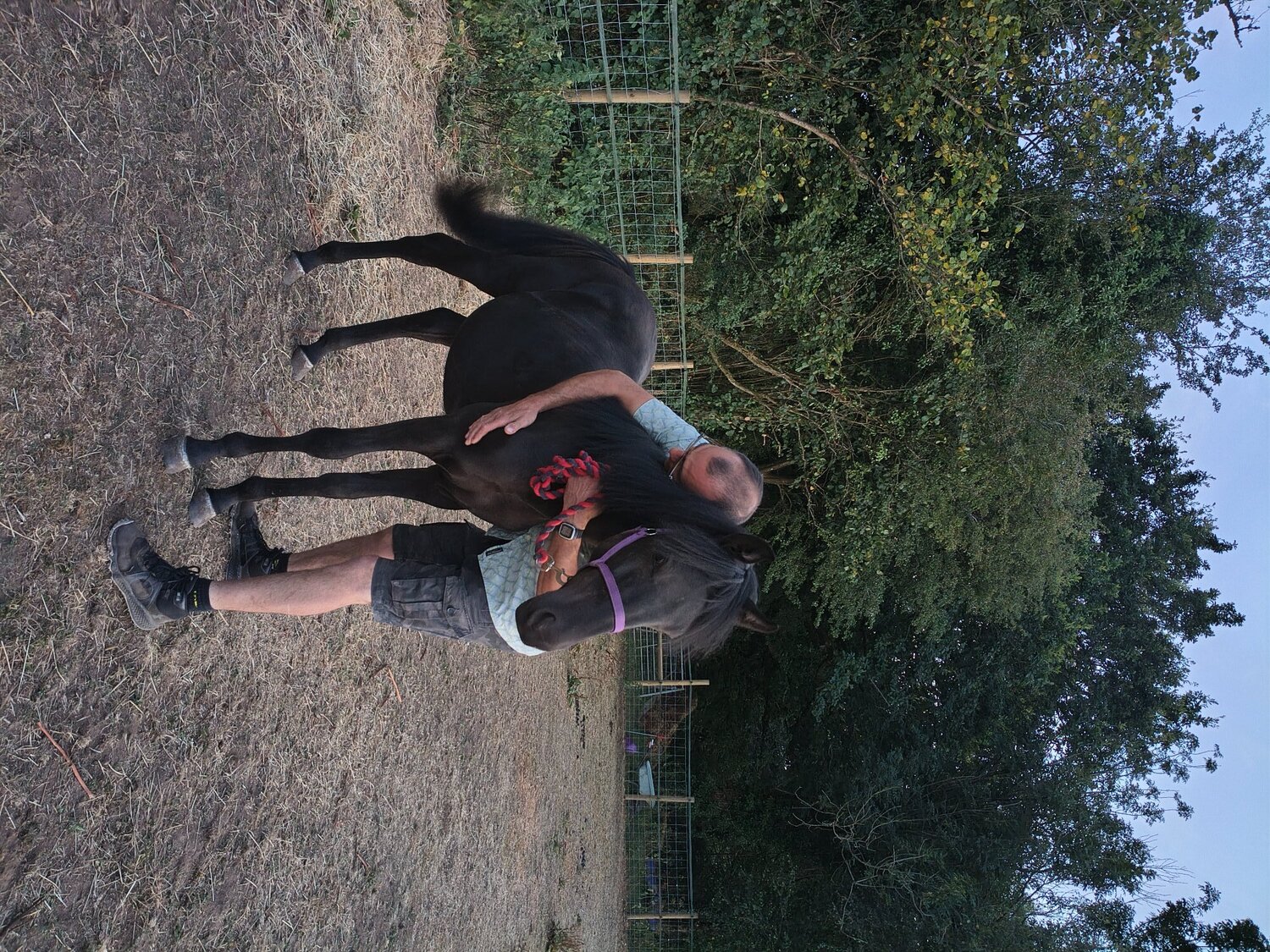 "Buckland King of Spades" Black Gelding Youngstock / Foal - 