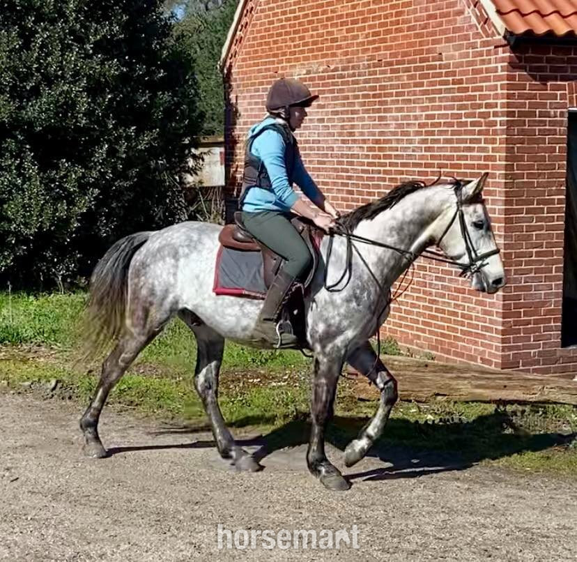 "Rielly" Dapple Grey Gelding All Rounder - 