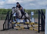 "Rielly" Dapple Grey Gelding All Rounder