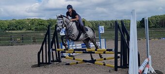"Rielly" Dapple Grey Gelding All Rounder