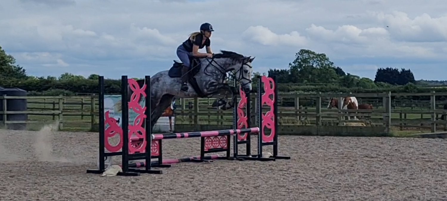  "Rielly" Dapple Grey Gelding All Rounder