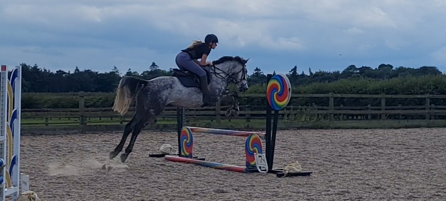 "Rielly" Dapple Grey Gelding All Rounder - All Rounders in 