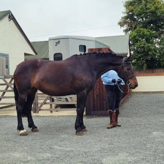 "Bria" Bay Mare Broodmare