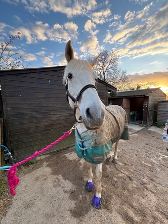 "Sky" Fleabitten Grey Mare All Rounder