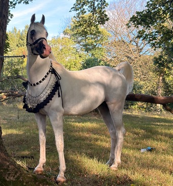 "Commander sultan " White Stallion Showing Horse
