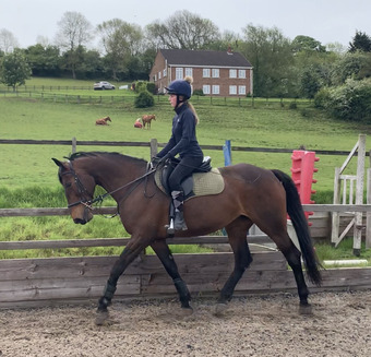 "Q" Bay Mare All Rounder