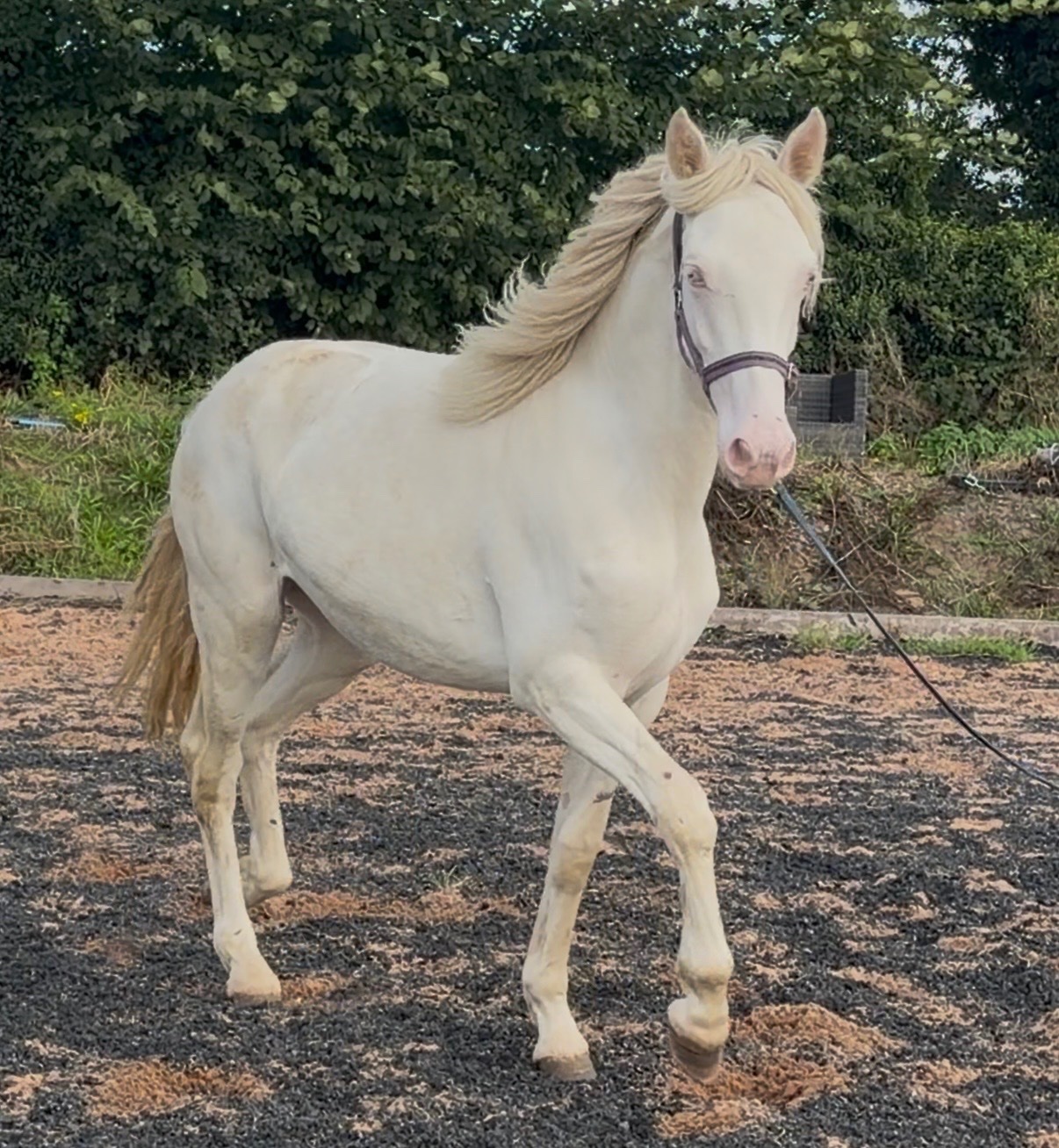 Youngstock and Foals  - "Abi " Cremello Filly Youngstock / Foal