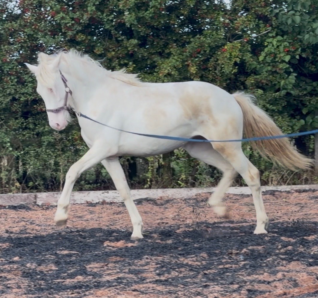 "Abi " Cremello Filly Youngstock / Foal - Youngstock and Foals 