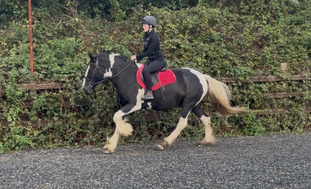  "Nova" Piebald Mare Coloured