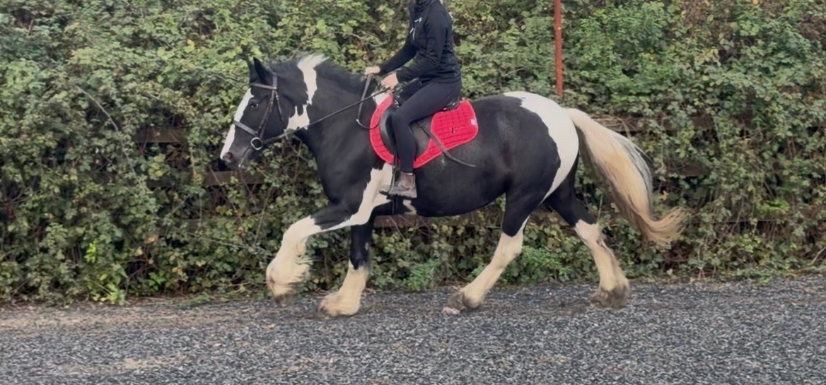 "Nova" Piebald Mare Coloured - Coloured Horses in 