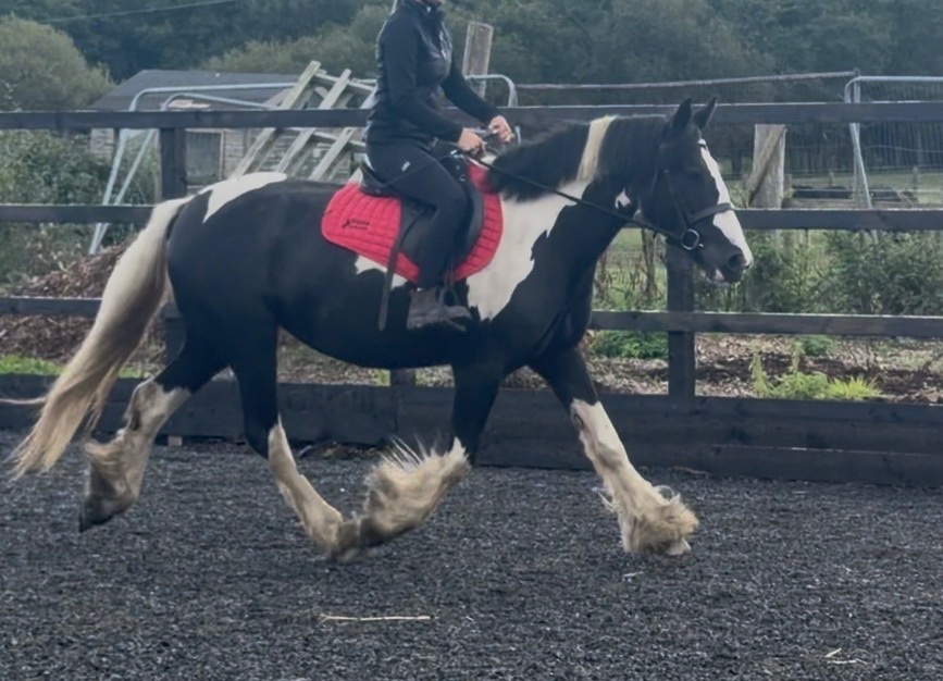 "Nova" Piebald Mare Coloured - Coloured Horses