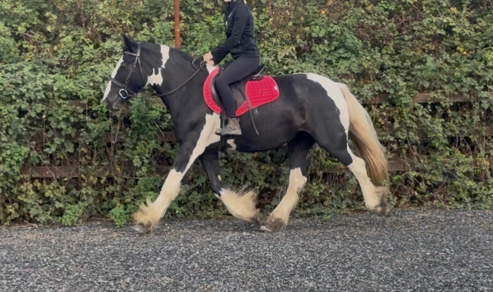 "Nova" Piebald Mare Coloured 