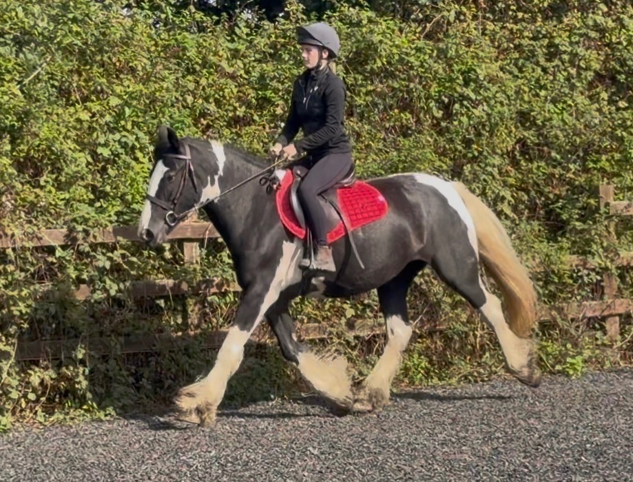 Coloured Horses - "Nova" Piebald Mare Coloured in 