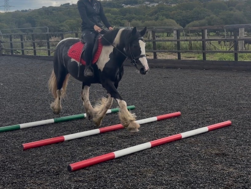 Coloured Horses - "Nova" Piebald Mare Coloured